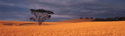 barley fields in australia